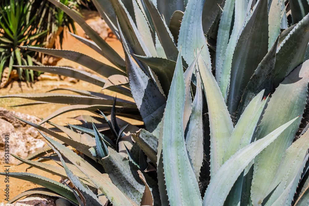 Green succulent plant in botanical garden, closeup