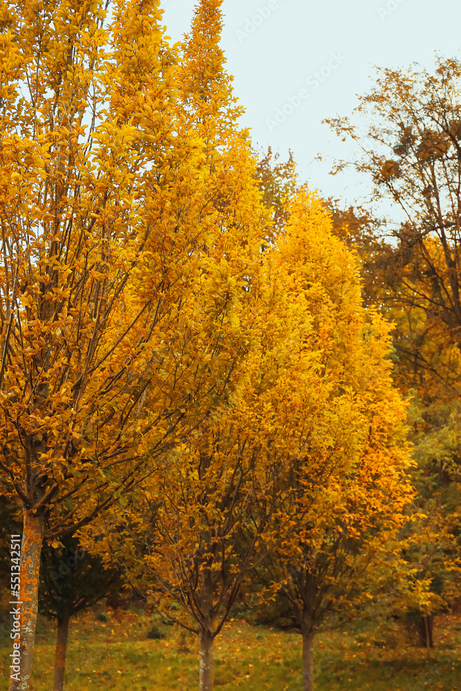 Beautiful trees with golden leaves in autumn park