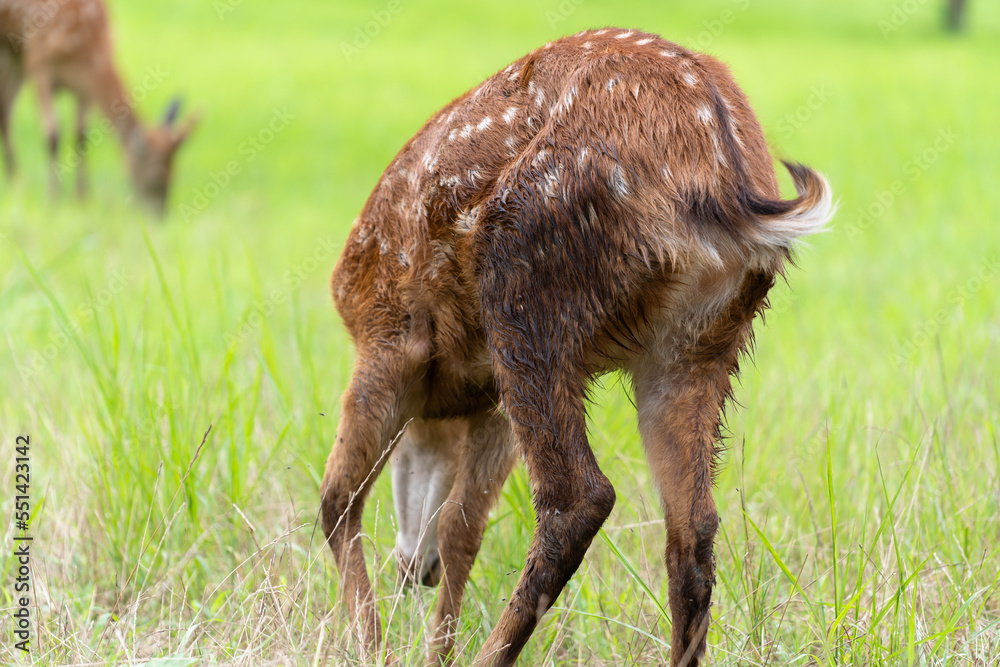 deer in the zoo