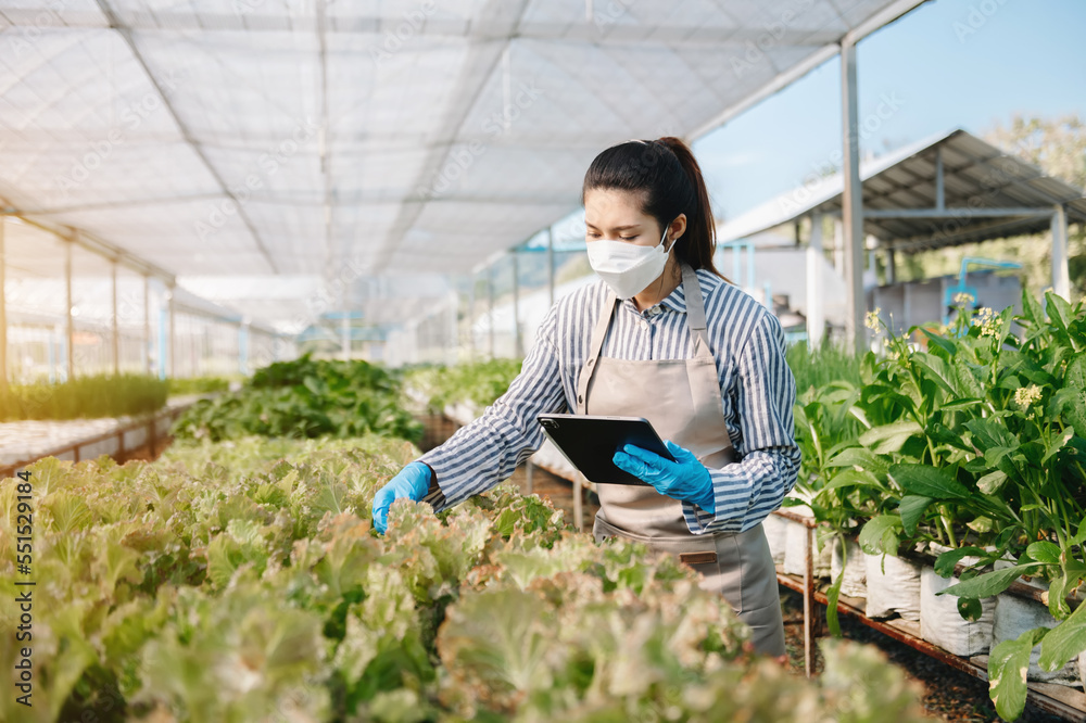 亚洲农民在温室种植园中使用手持平板电脑和有机蔬菜水培。F