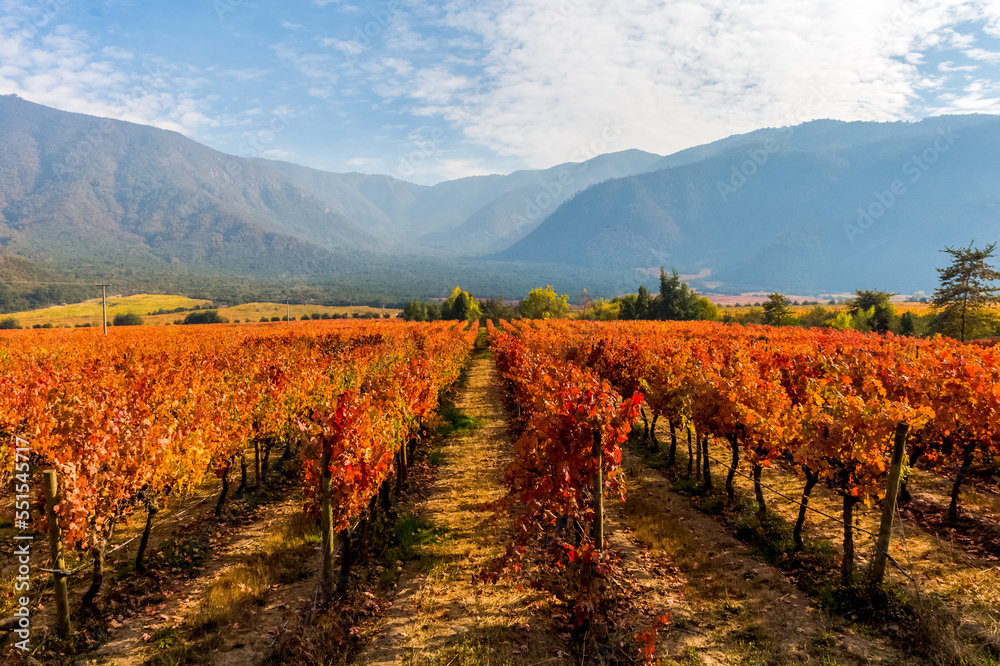 Vineyards and wine fields in Chile - Valle Central Santiago district