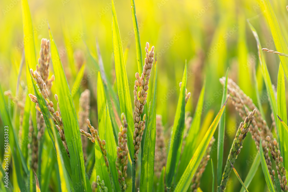 rice in the field