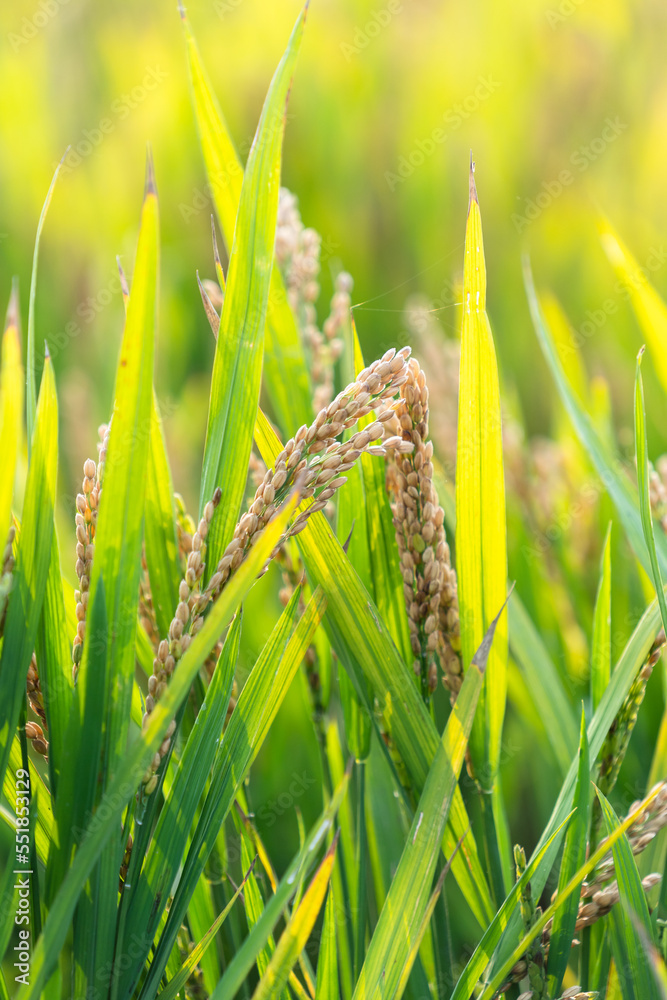 rice in farm