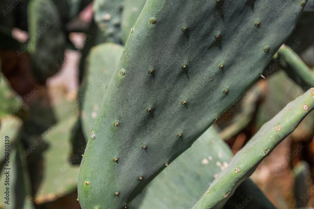 Green cacti growing outdoors, closeup