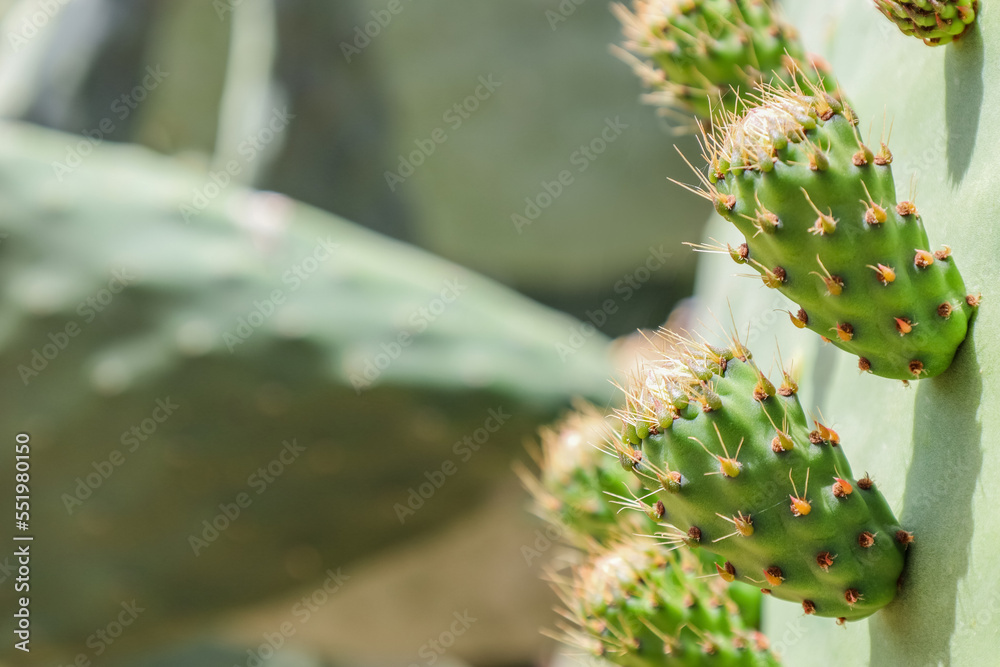 Green cacti flowering outdoors, closeup