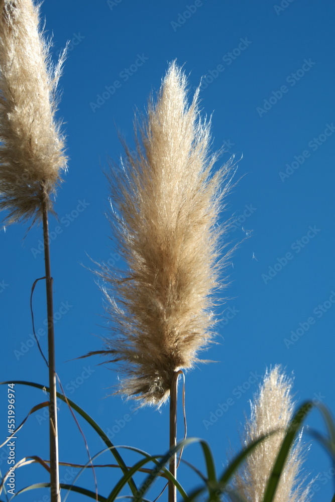 Fluffy reeds isolated on blue sky background close up