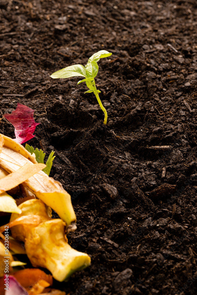 Vertical of organic waste for composting and seedling in dark soil, with copy space