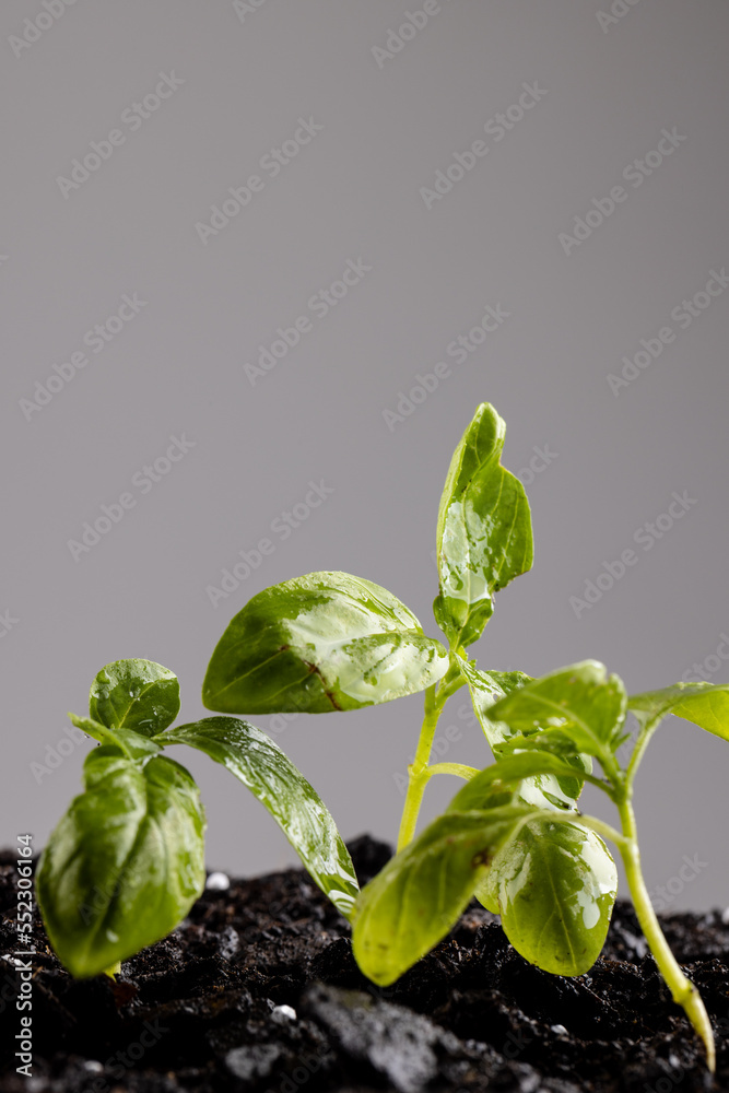 Vertical image of green seedlings in dark soil with fertiliser, on grey background with copy space