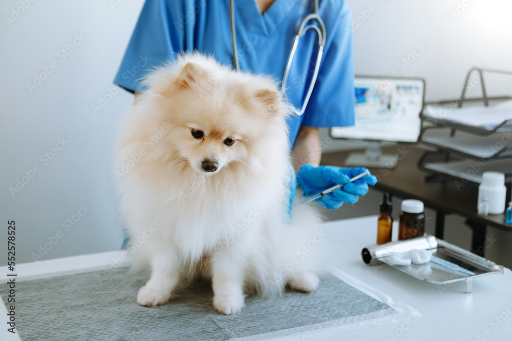 波美拉尼亚犬在预约期间注射疫苗