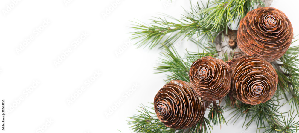 Cedar tree, Deodar branch with cones isolated on white background. Beautiful border art design. Clos