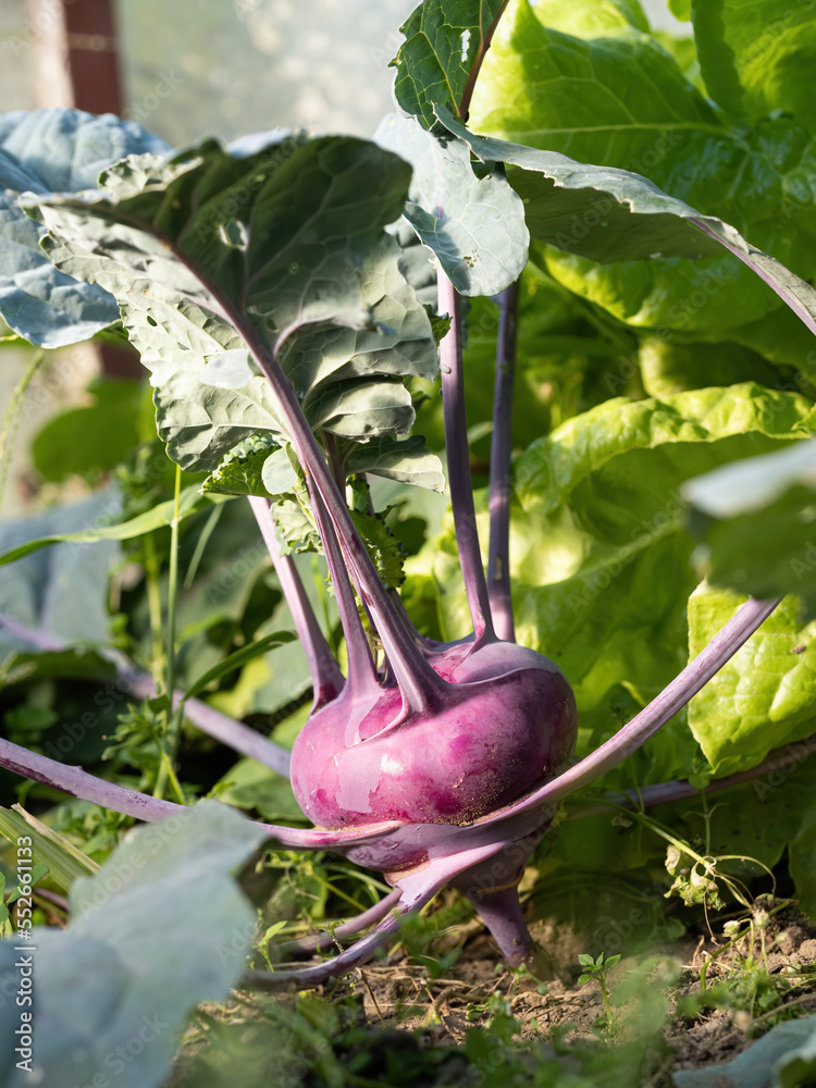 Fresh ripe head of purple kohlrabi (Brassica oleracea Gongylodes Group) growing in homemade garden, 