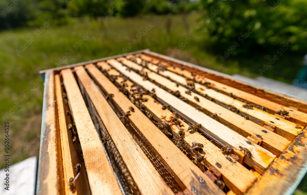 Beekeeping professional apiary beehives. Honey farming wooden honeycombs.