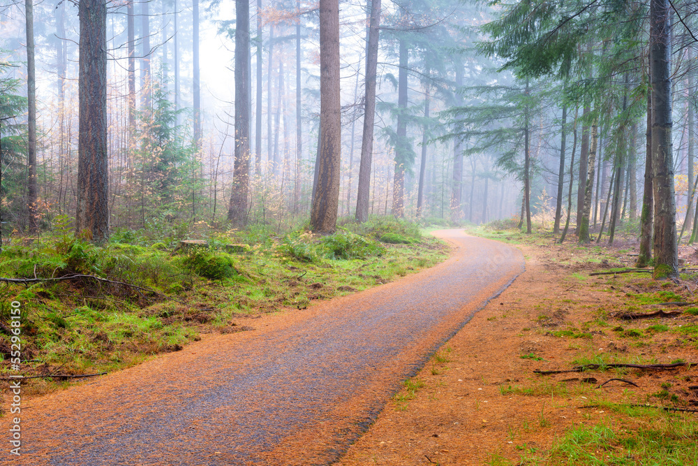 Autumn. Trees with moss in the misty forest. A road through the trees. Dense fog in an autumn forest