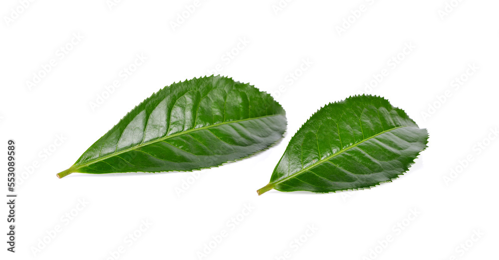 Green tea leaf isolated on white background