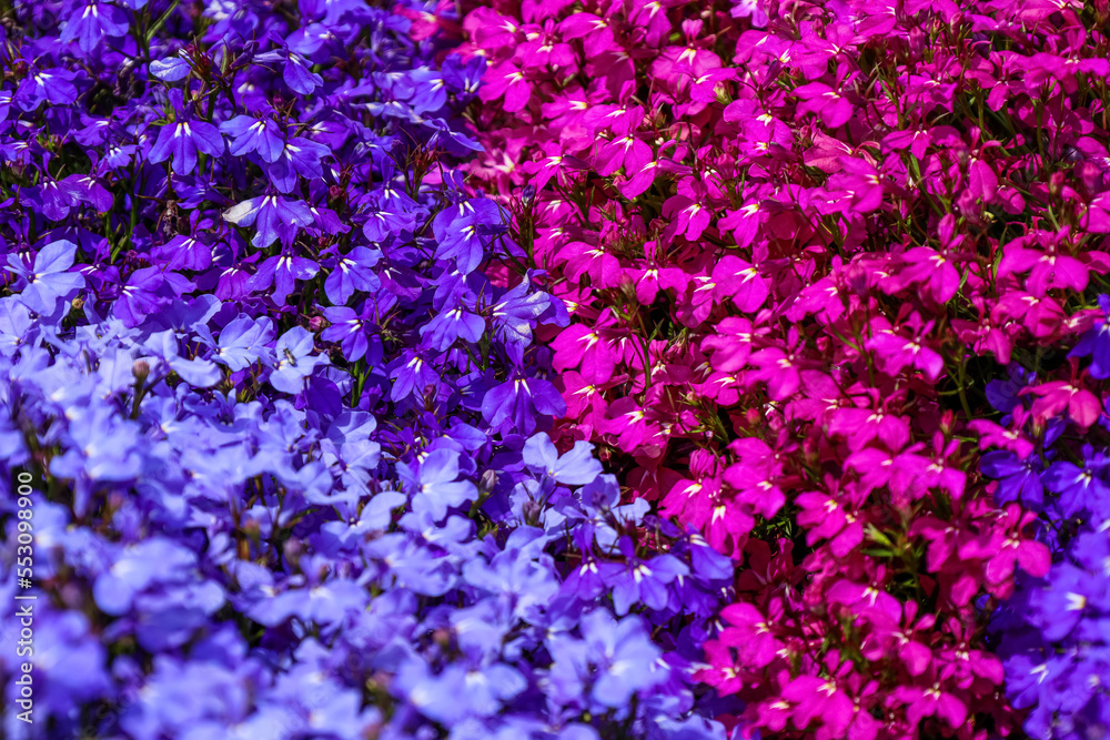 Beautiful bright flowers blooming outdoors, closeup