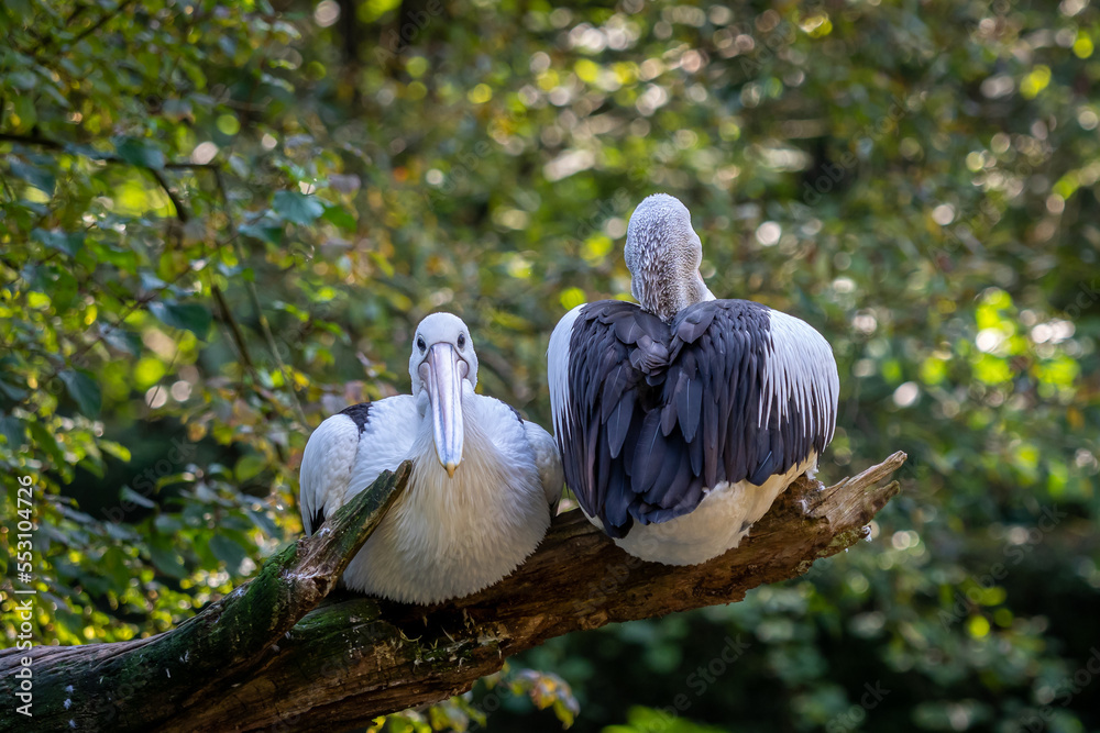 澳大利亚鹈鹕-树干上的Pelecanus Conspicillatus