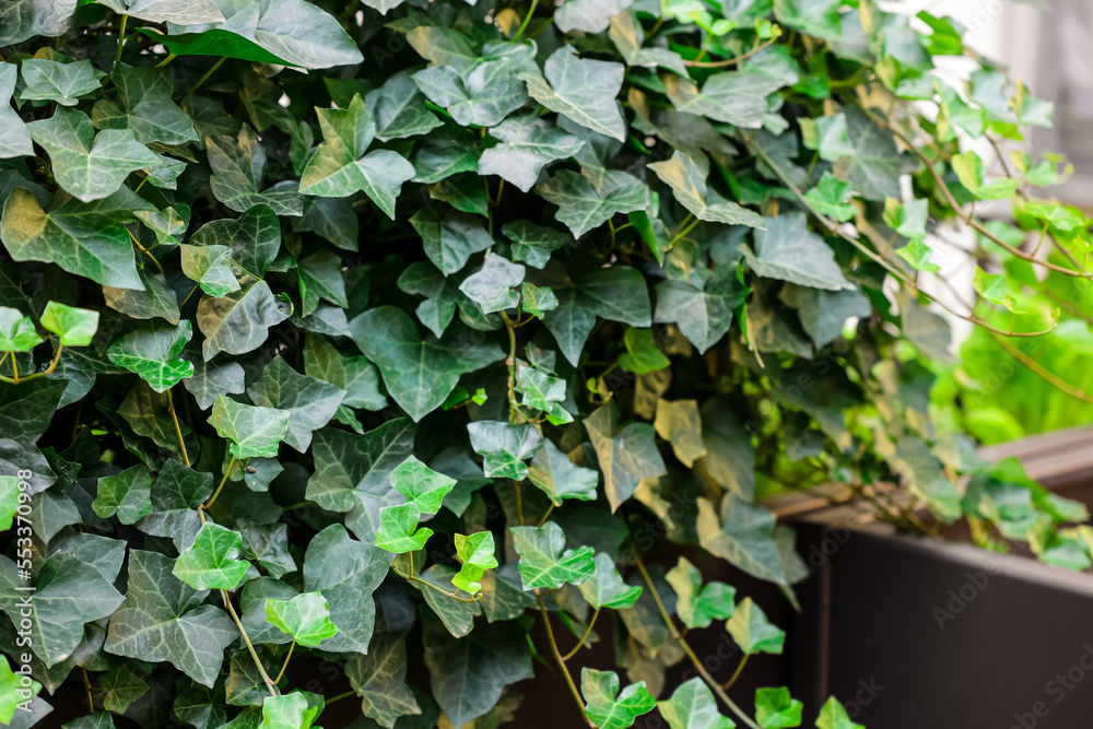 Bush of green ivy on fence