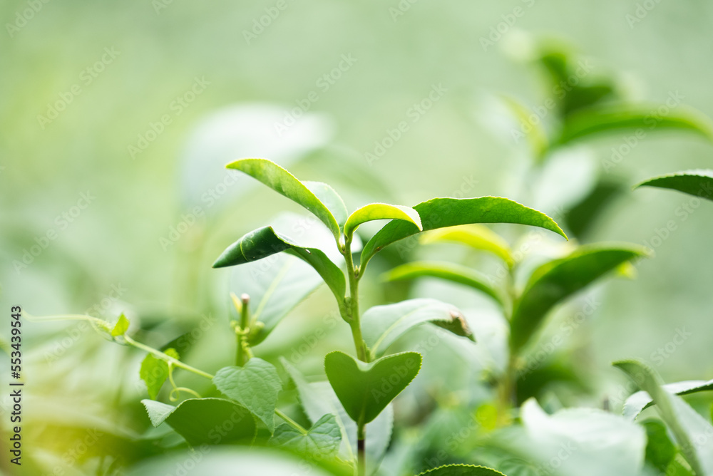 Beautiful green tea crop garden rows scene, design concept for the fresh tea product.