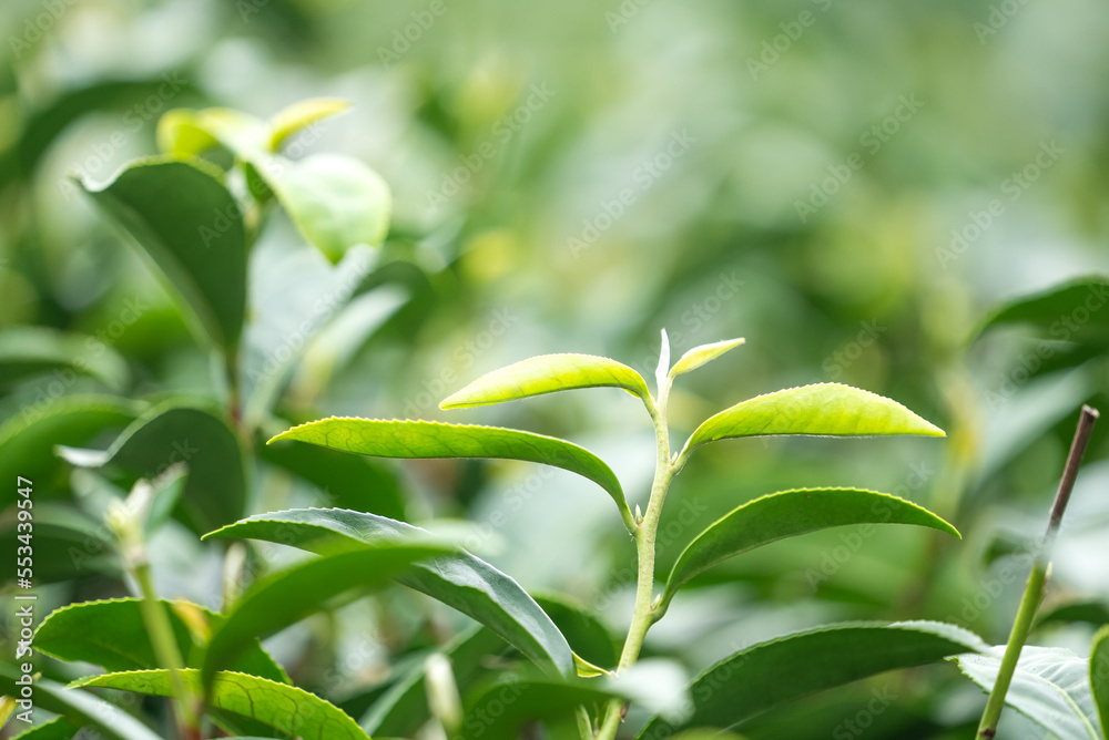 美丽的绿茶作物园排景，为鲜茶产品设计理念。