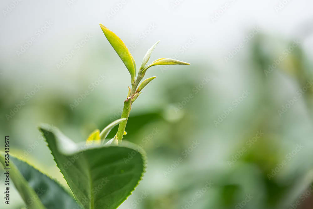 美丽的绿茶作物园排景，为鲜茶产品设计理念。