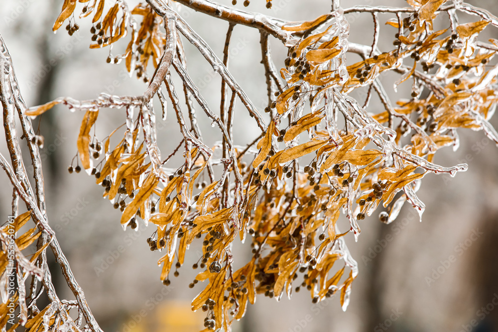 Tree branches with dry leaves and small berries on winter day