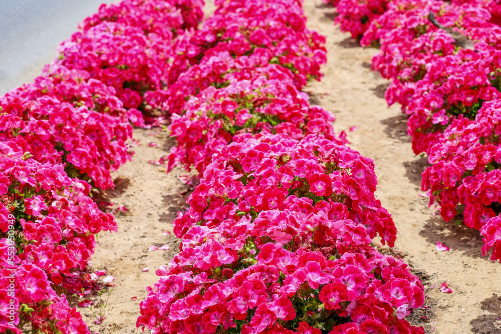 Bright pink flowers outdoors, closeup