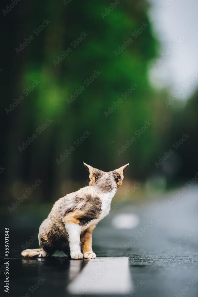 Amazing Playful Devon Rex Cat With White-red Spotted Fur Color Sit On Road. Curious Funny Cute Beaut