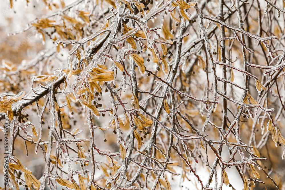 Icy tree branches with dry leaves and small berries in winter park