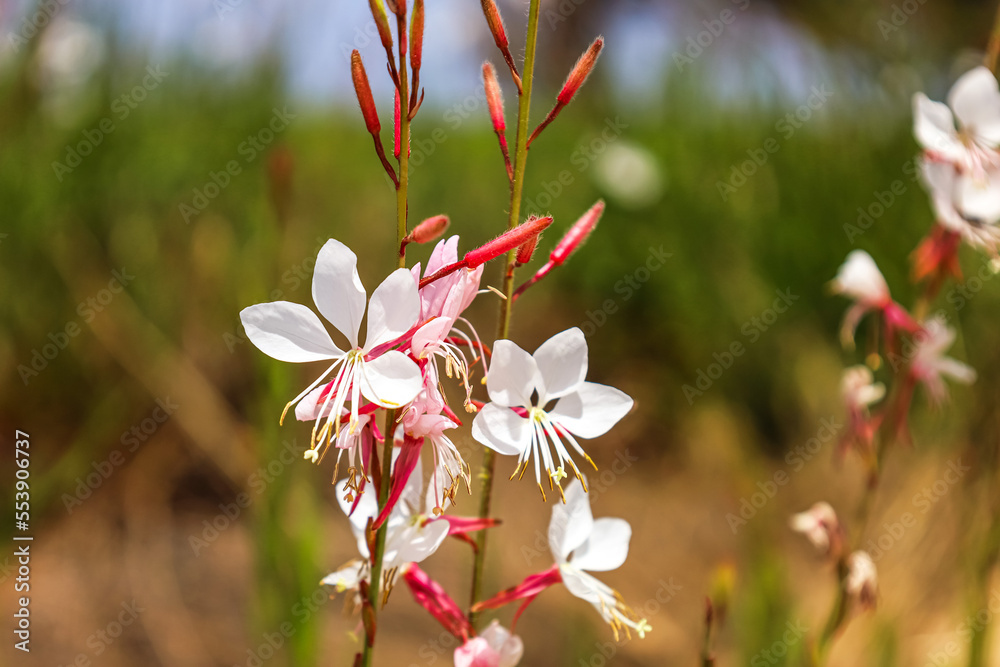 美丽的白花在户外绽放，特写