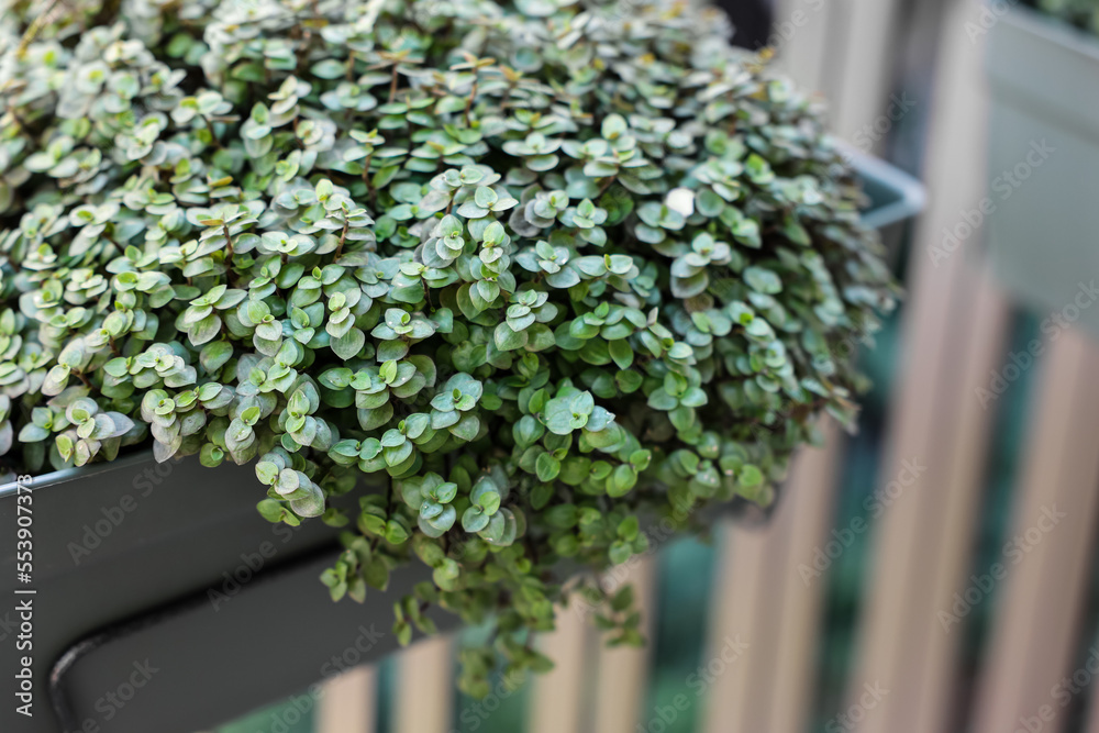 Callisia repens in pot on balcony, closeup