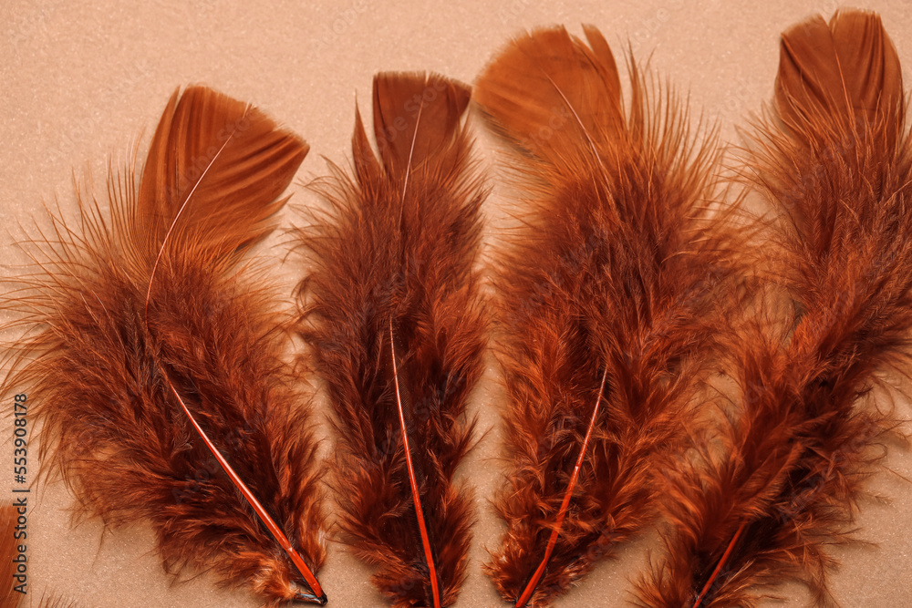 Brown feathers on beige background