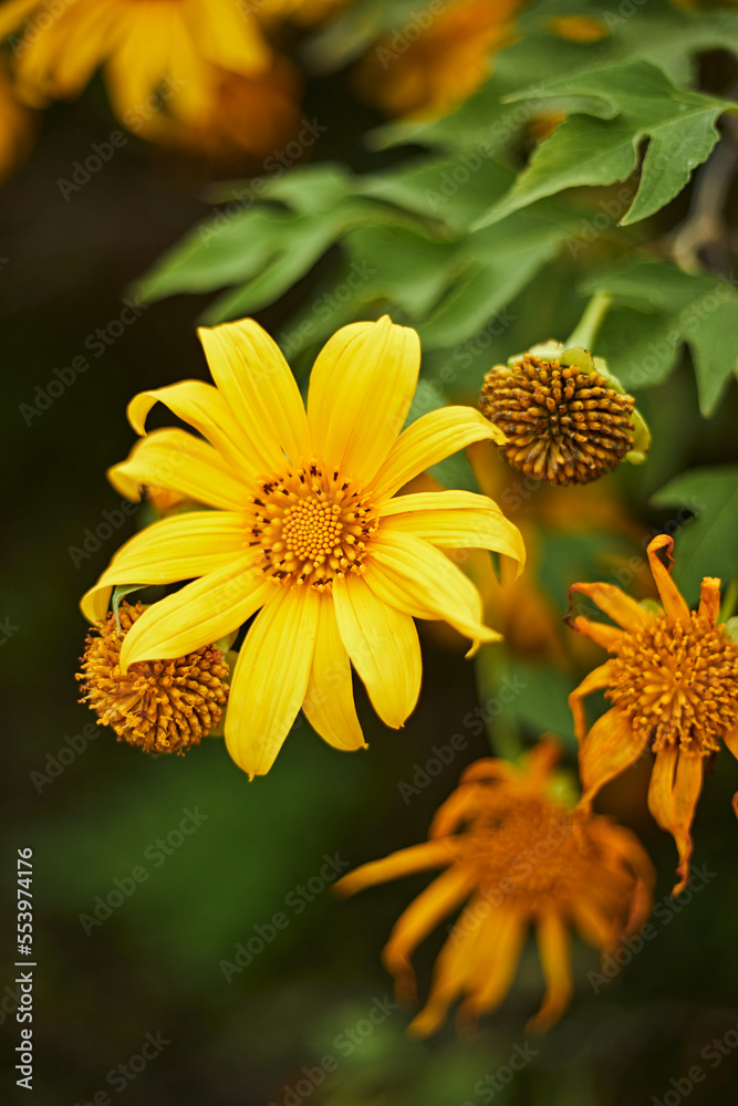 泰国美丽的黄色花朵——万寿菊、墨西哥tournesol、墨西哥向日葵