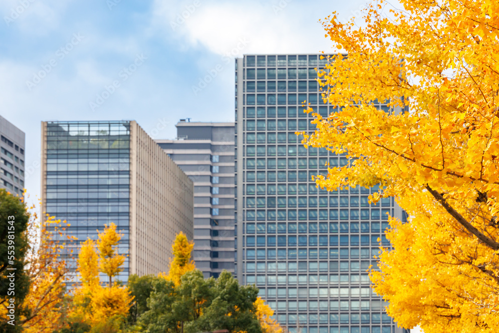 東京のビル群と鮮やかに紅葉した銀杏