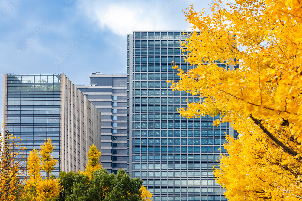 東京のビル群と鮮やかに紅葉した銀杏