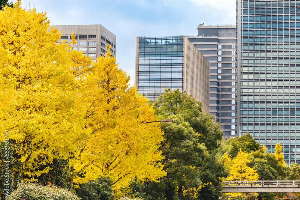 東京のビル群と鮮やかに紅葉した銀杏