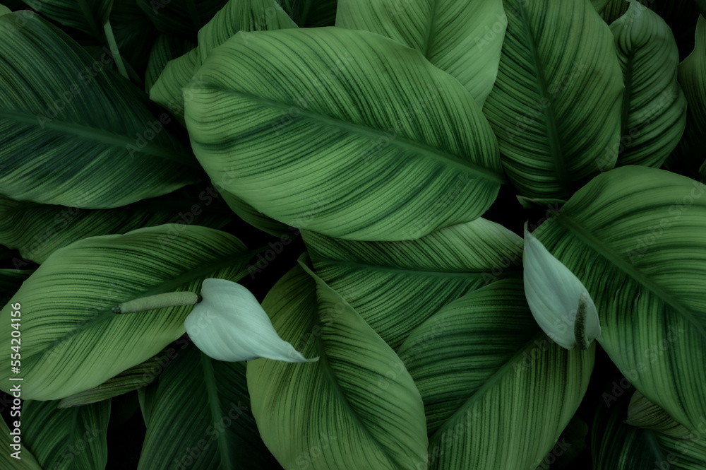 abstract green leaf texture, nature background, tropical leaf	