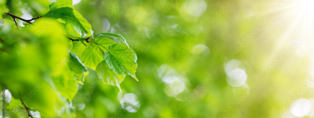 菩提树枝条和嫩叶的全景。