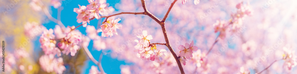 Cherry tree blossoming in spring in natural park.