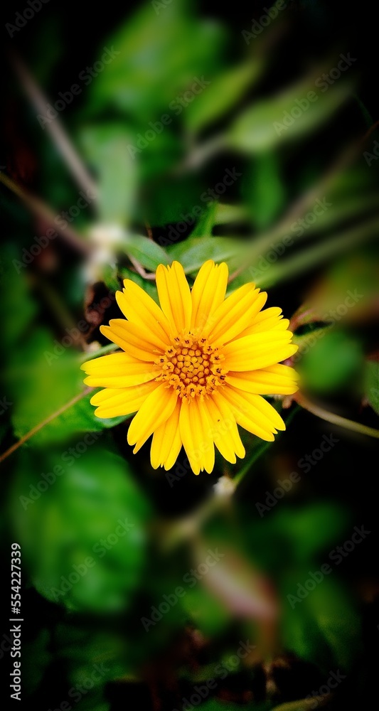 yellow flower