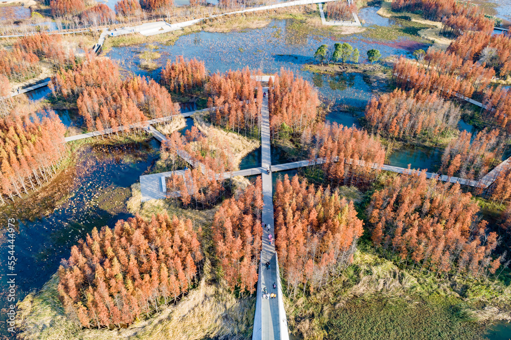 Aerial photography of red metasequoia forest in Aixi Lake Wetland Park, Nanchang, Jiangxi, China