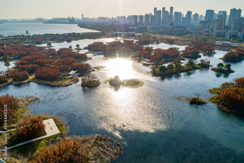 Aerial photography of red metasequoia forest in Aixi Lake Wetland Park, Nanchang, Jiangxi, China