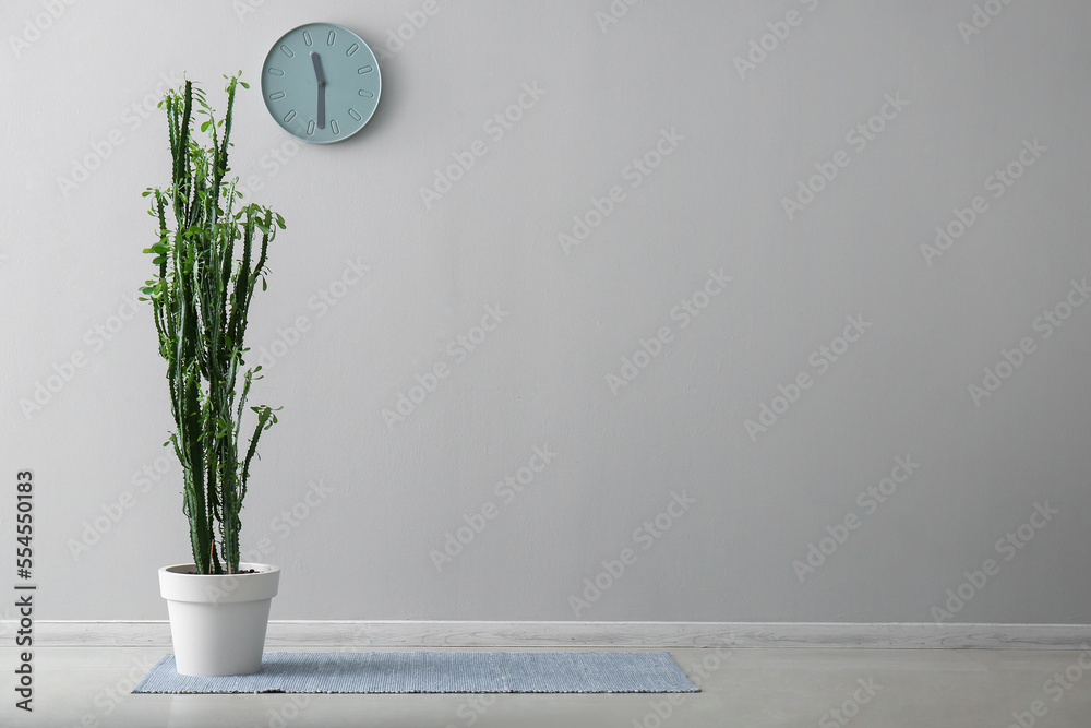 Big green cactus, rug and clock hanging on grey wall