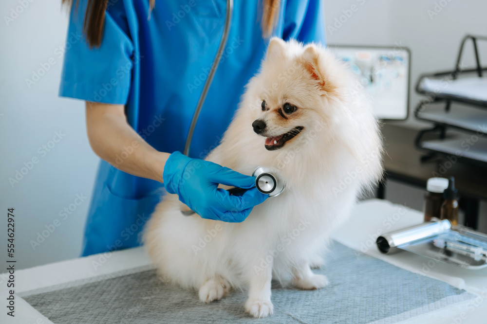 Veterinarian doctor and Pomeranian puppy at veterinary ambulance.