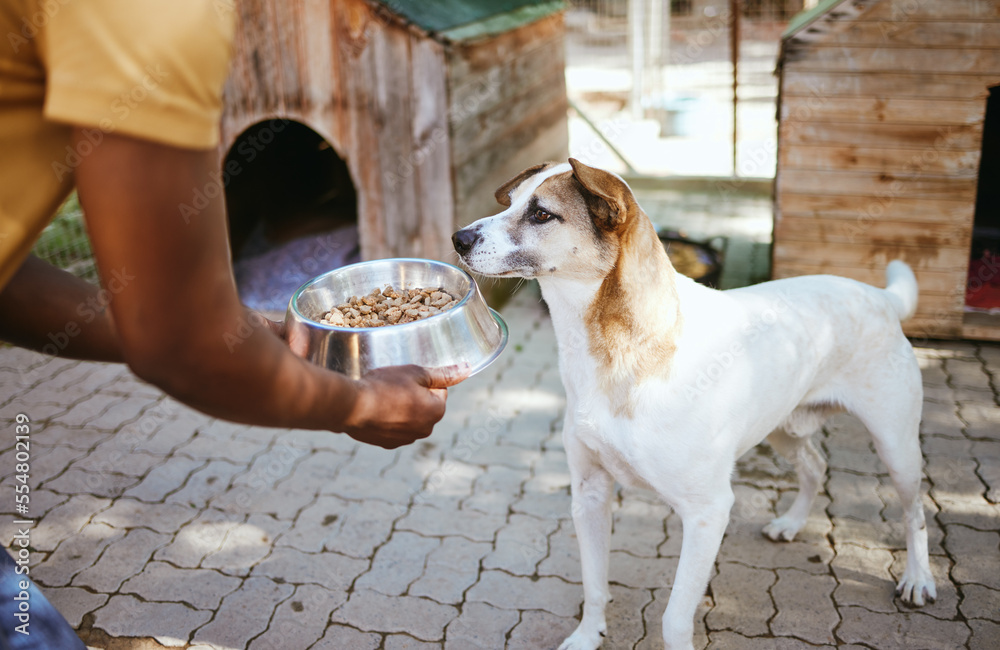 Dog, food and animal shelter with a volunteer working in a rescue center while feeding a canine for 