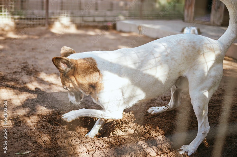 Dog playing in mud, dirt or sand for fun or digging in the outdoor backyard of a animal shelter Play