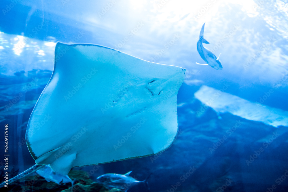 Large aquarium in Dubai with cramp-fish close up. Underwater wildlife