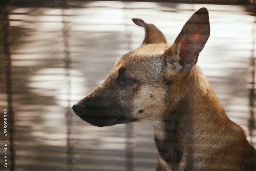 Adoption, sad and dog in a cage at a shelter, waiting for a home and homeless in a kennel. Love, lon