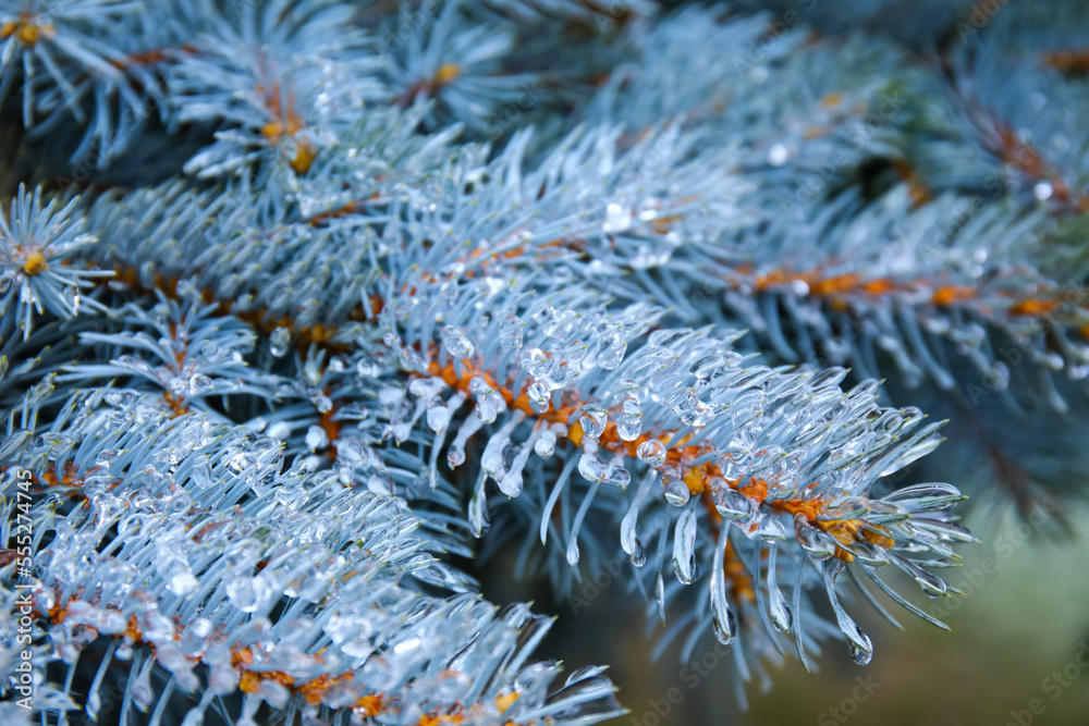 Closeup view of icy blue spruce branches on cold winter day in park