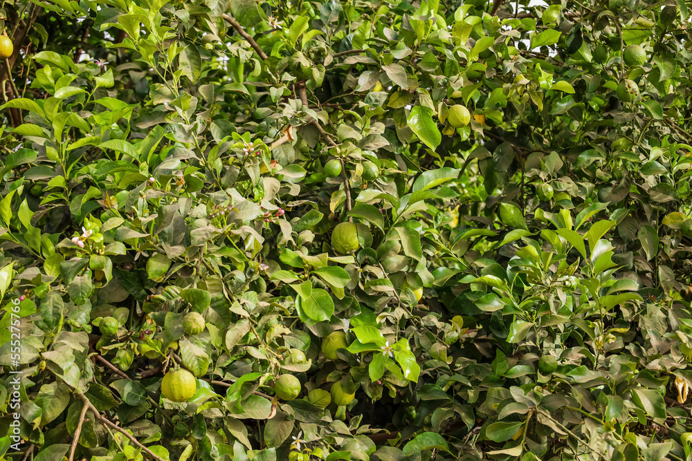 Orange tree with green leaves on farm, closeup