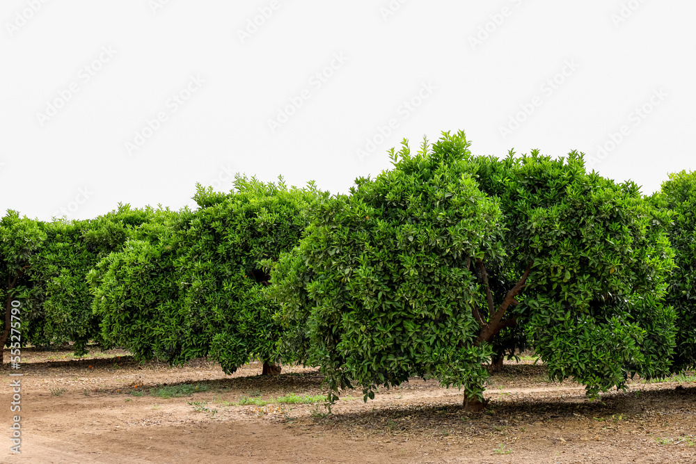 View of orange trees on farm